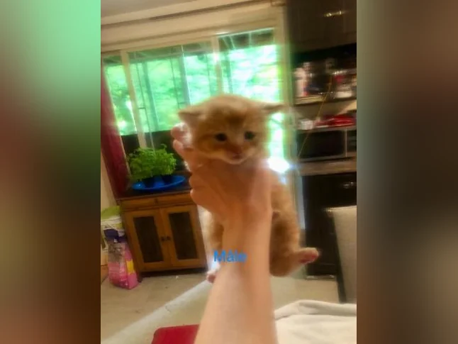 Magnifiques petits chatons disponibles pour adoption ! thumbnail 3