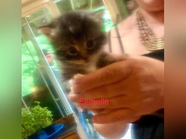 Magnifiques petits chatons disponibles pour adoption ! thumbnail 7