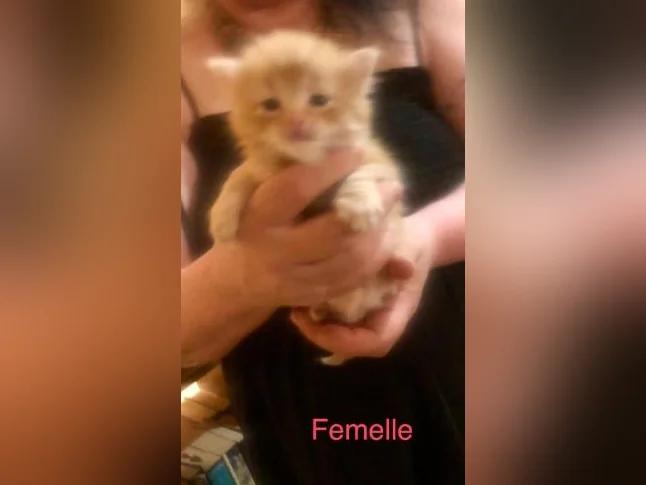 Magnifiques petits chatons disponibles pour adoption ! thumbnail 4