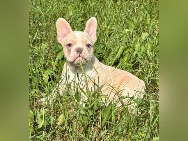 2 femelles bouledogues français une crème et une Lilac