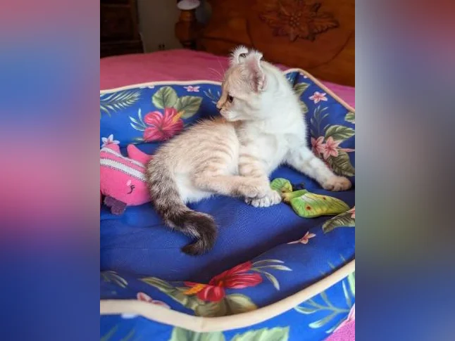 MAGNIFIQUES CHATONS HIGHLAND LYNX PRÊTS MAINTENANT thumbnail 2