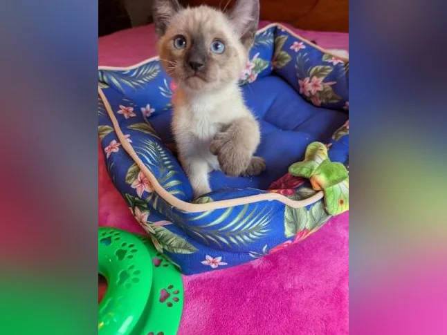 MAGNIFIQUES CHATONS HIGHLAND LYNX PRÊTS MAINTENANT thumbnail 8