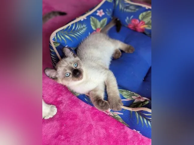 MAGNIFIQUES CHATONS HIGHLAND LYNX PRÊTS MAINTENANT thumbnail 4