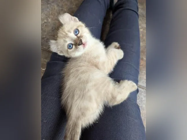 MAGNIFIQUES CHATONS HIGHLAND LYNX PRÊTS MAINTENANT thumbnail 5