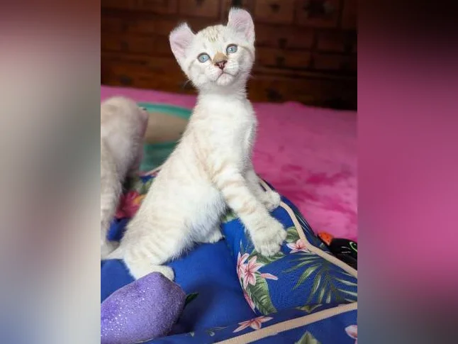 MAGNIFIQUES CHATONS HIGHLAND LYNX PRÊTS MAINTENANT