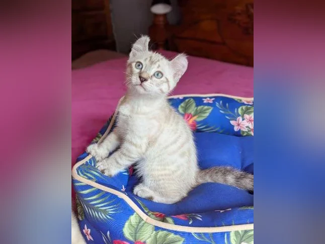 MAGNIFIQUES CHATONS HIGHLAND LYNX PRÊTS MAINTENANT thumbnail 10