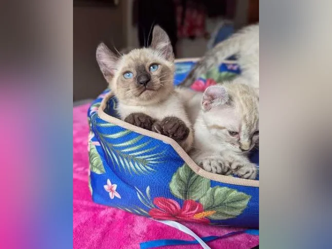 MAGNIFIQUES CHATONS HIGHLAND LYNX PRÊTS MAINTENANT thumbnail 7