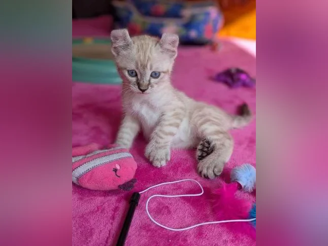 MAGNIFIQUES CHATONS HIGHLAND LYNX PRÊTS MAINTENANT thumbnail 6