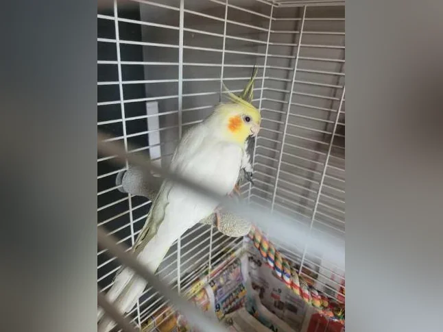 COUPLE DE COCKATIELS À VENDRE thumbnail 2