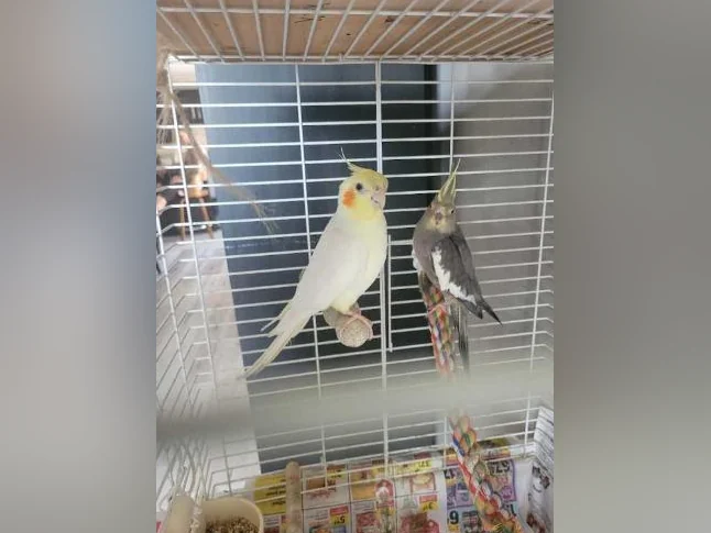 COUPLE DE COCKATIELS À VENDRE