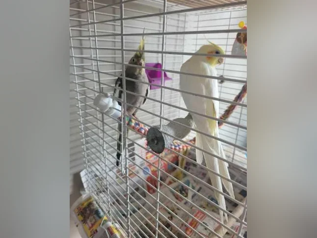 COUPLE DE COCKATIELS À VENDRE thumbnail 3