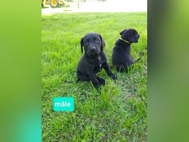 Chiots labernois a venir bientôt