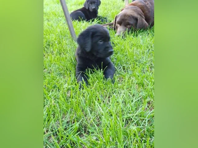 Chiots labernois a venir bientôt thumbnail 2