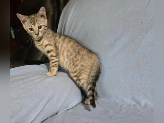 Femelle chaton bengal vermifugée thumbnail 3