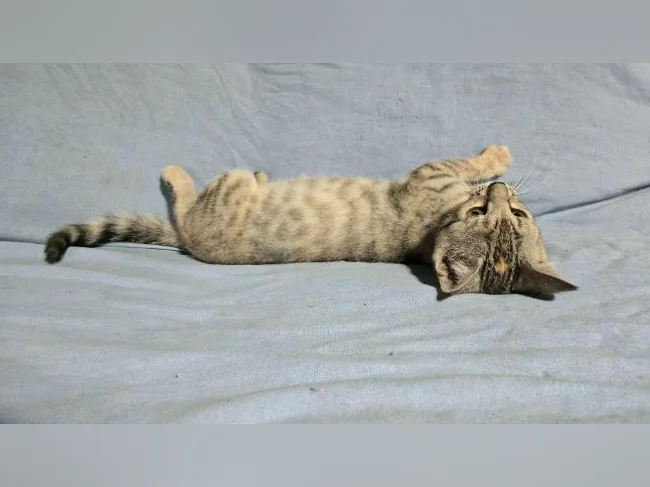 Femelle chaton bengal vermifugée thumbnail 5