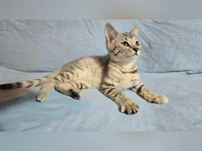 Femelle chaton bengal vermifugée