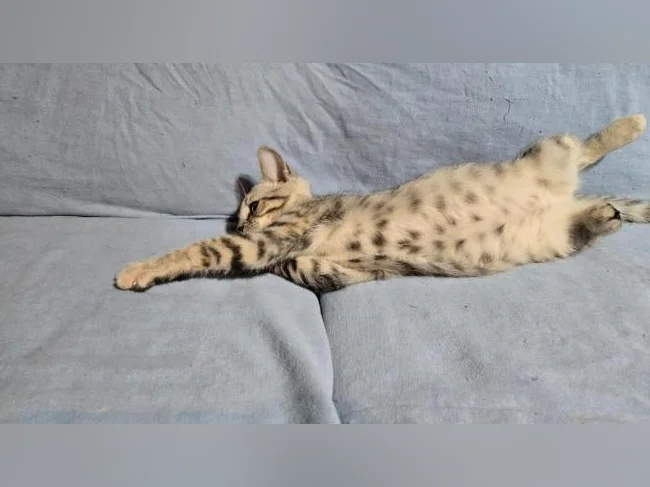 Femelle chaton bengal vermifugée thumbnail 4
