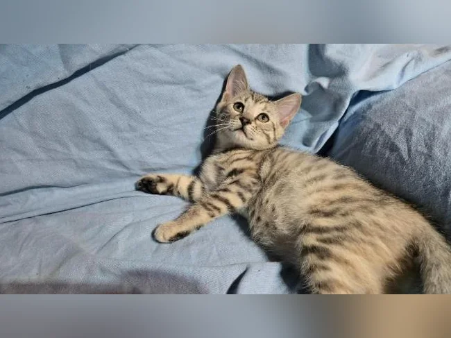Femelle chaton bengal vermifugée thumbnail 2
