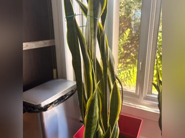 Plantes vertes de Sansevieria thumbnail 3