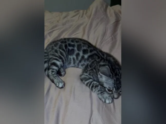 BENGALS ready for LOVE thumbnail 3