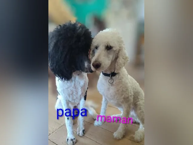 Beaux bébés Doodle a vendre appel moi (418)665-1490 pour réponse rapide merci beaucoup
