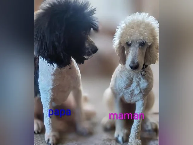 Beaux bébés Doodle a vendre appel moi (418)665-1490 pour réponse rapide merci beaucoup thumbnail 2