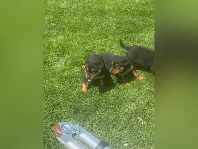 Chiot rootweiller