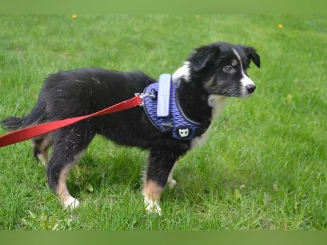 Chiot Berger Australien croisé thumbnail 2