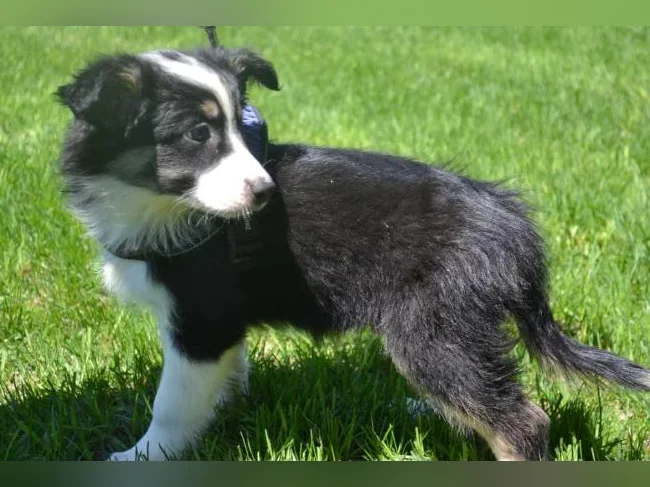 Chiot Berger Australien croisé