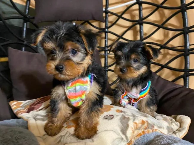 yorkshire terrier