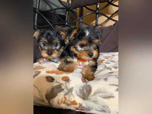yorkshire terrier thumbnail 10