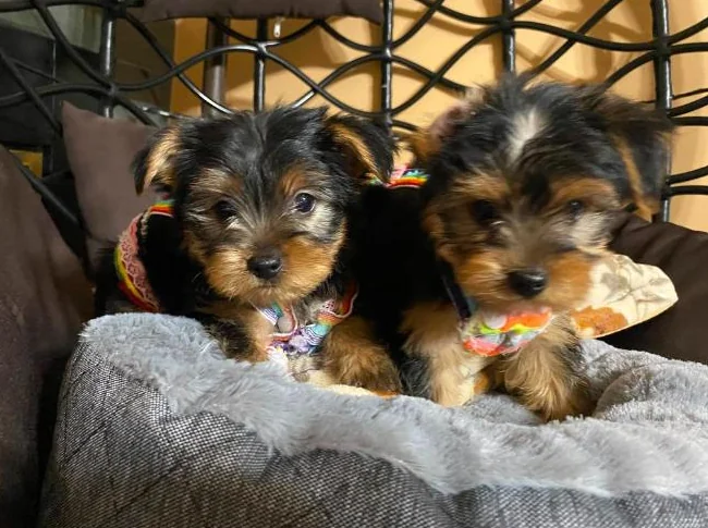 yorkshire terrier thumbnail 3