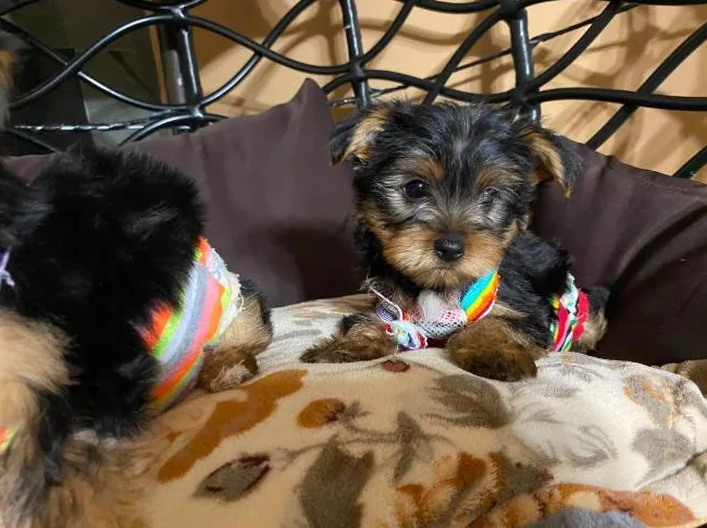 yorkshire terrier thumbnail 4