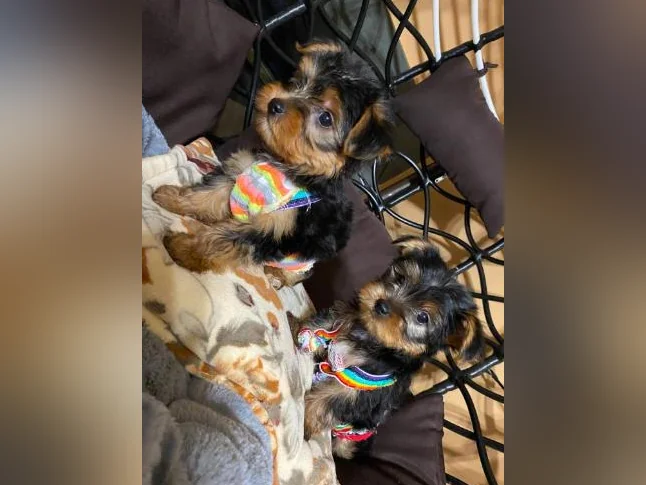 yorkshire terrier thumbnail 8
