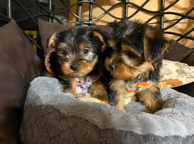yorkshire terrier thumbnail 9