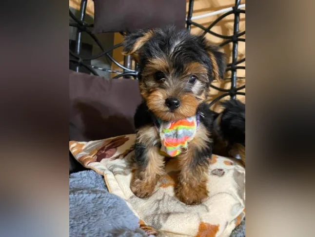 yorkshire terrier thumbnail 5