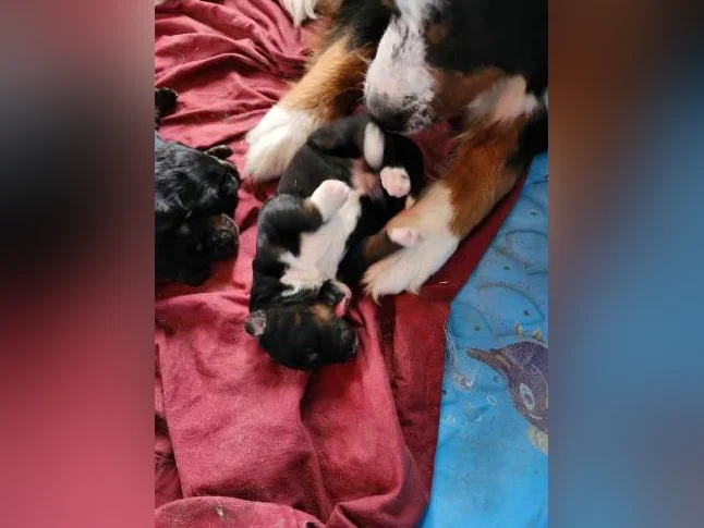 chiots bernedoodle a venir thumbnail 6