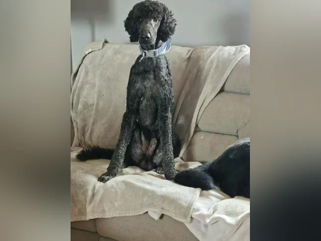 chiots bernedoodle a venir thumbnail 7