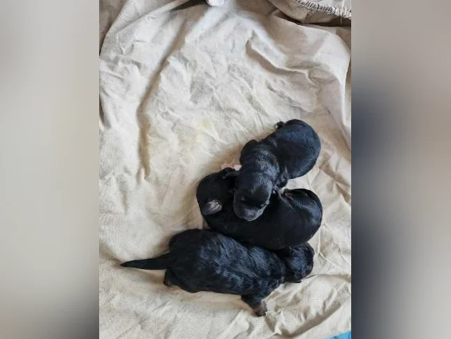 chiots bernedoodle a venir thumbnail 4