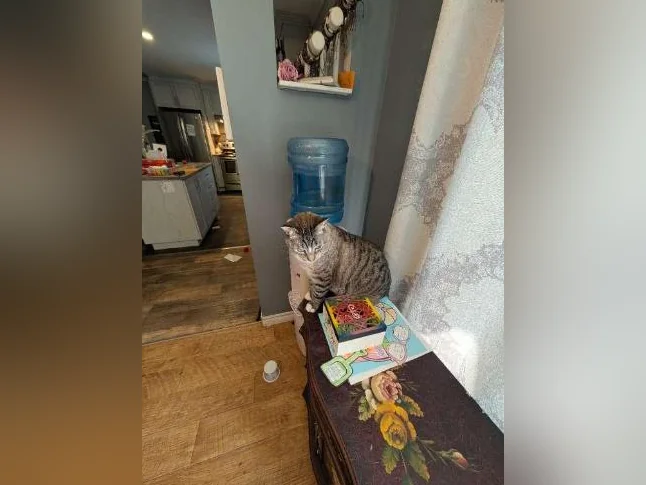 Chat opéré de 3 ans
