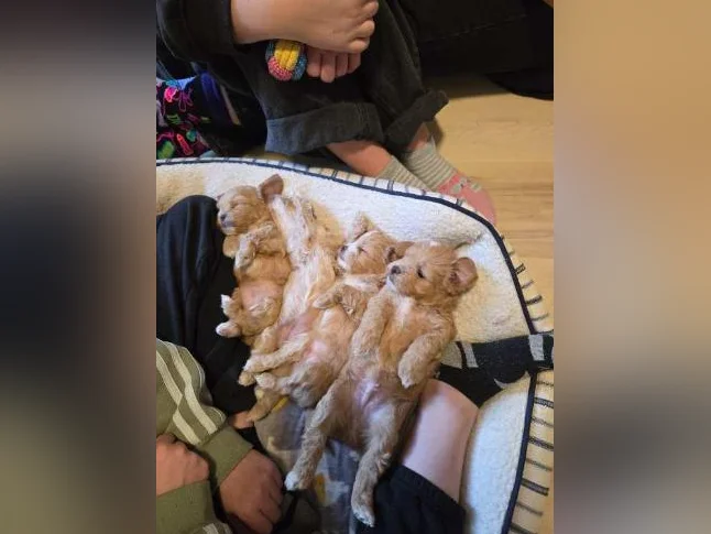 Petite femelle Shichon thumbnail 4