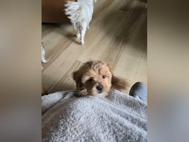 Petite femelle Shichon thumbnail 2