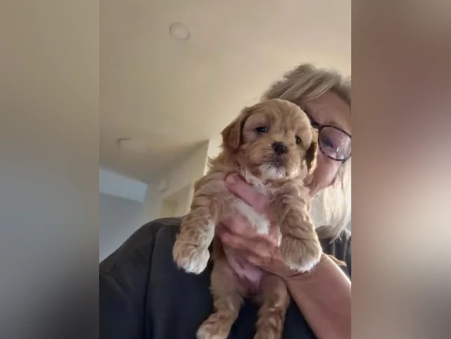 Petite femelle Shichon thumbnail 3