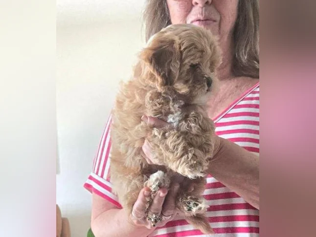 Petite femelle Shichon