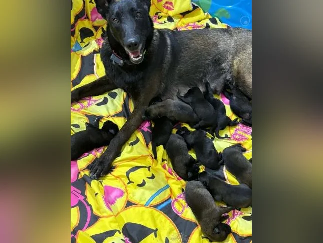 Malinois VKH Chiot Jet Black ou Charbonner thumbnail 10