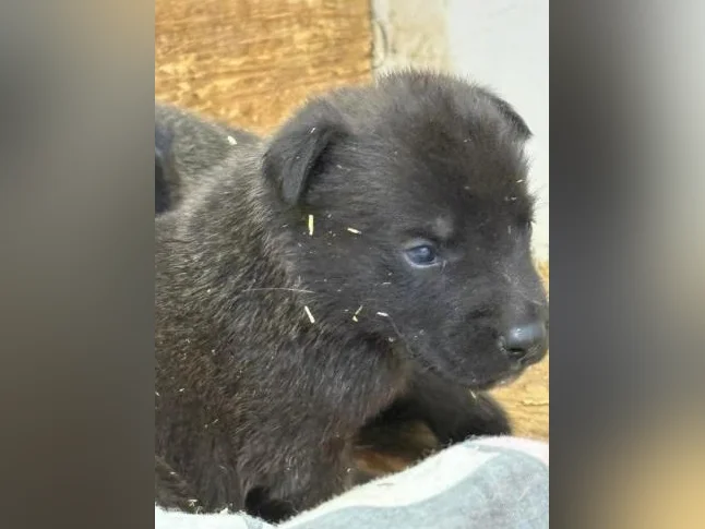 Malinois VKH Chiot Jet Black ou Charbonner thumbnail 4