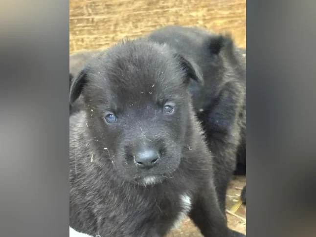 Malinois VKH Chiot Jet Black ou Charbonner thumbnail 5