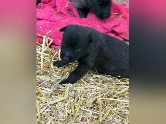 Malinois VKH Chiot Jet Black ou Charbonner thumbnail 2