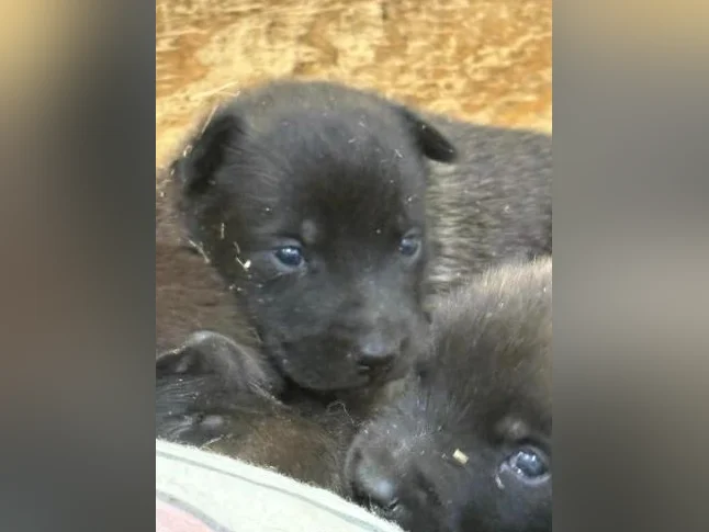 Malinois VKH Chiot Jet Black ou Charbonner thumbnail 7