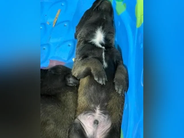 Malinois VKH Chiot Jet Black ou Charbonner thumbnail 9